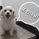 멍브라더 애견카페 이미지