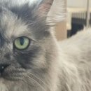 동물보육원 고양이 후원 카페 이미지