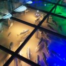 화진포 생태박물관 이미지