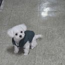 멍벤져스 이미지