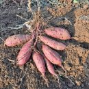 주영농산 이미지