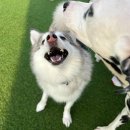 베일리펫케어 이미지