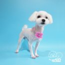 강아지미용실502 이미지