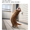 백패킹 성지 굴업도‼️ 도전기 | 초보 준비물, 배편 총정리 🎒 (1탄)
