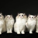 랙돌 캐터리 아이돌스(IDOLLS) 이미지