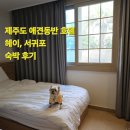 하나애견 | 제주도 애견동반호텔 헤이 서귀포 펫 디럭스 룸 후기 (위치,근처 관광지,주차정보)