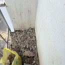 비둘기길 | 울산 전지역 비둘기퇴치 반짝클린 이용 후기입니다