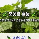 모시잎 의 효능 이미지