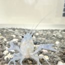 어항단지로 | 안깨지는 아크릴수족관 장단점 추천 이유와 초보어항 꾸미기