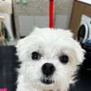 몽앤쥬 네이버블로그