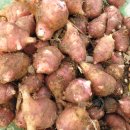 돼지 감자, 오가피 나무 팝니다.지마켓 옥션 11번가 위메프 쿠팡에서 판매하고있는 koos_food입니다. 이미지
