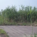 천변자전거도로 이미지