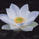 산들바람 Daum카페