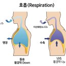 들숨
