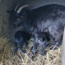 진격농장 이미지