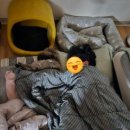 오구오구 펫살롱 이미지