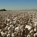 목화밭 이미지