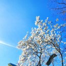 다시5일시장 | 화천읍 화천시장 5일장날 풍경과 봄나물 구경 후기