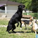 정겨운동물병원 이미지