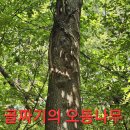 오지랍