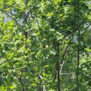 야생화편지 이미지