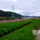 강동로1-93 | 180929_경북 장천 코스모스축제
