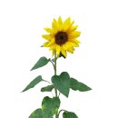 Sunflower-Photoshop-Overlays 이미지