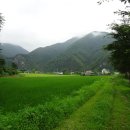 매화마을길 이미지