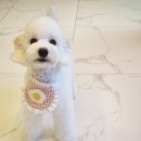 서울애견미용실 | 강서구애견미용실 솔직후기｜염창동애견미용 마이온리댕댕 애견미용실추천