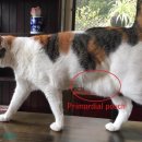 방주동물의료센터 이미지