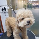 비비드그루밍 이미지