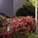 세븐일레븐 홍대6번출구점 | 홍대 연남동 데이트코스 / 홍대 주민의 장미스팟 3곳 추천!