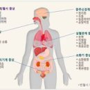 악성빈혈 비타민B12 결핍성빈혈 원인과 증상 대처 방법 이미지