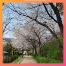 원적산공원 | 청천동 원적산 공원 벚꽃 보러 다녀온 후기