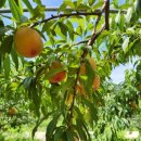 영동메디칼 이미지