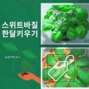 황토자라가든 | 스위트바질 키우기 한 달 후기 (feat.또띠아 바질 피자)