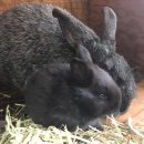 폭스(FOX) 이미지