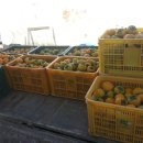 수지농장 이미지