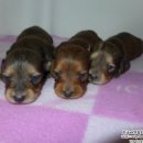 리코리아몰 이미지