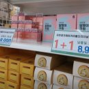 충남개나리