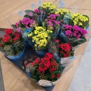 건강힐링문화관 | 외부출강 스케치 만경강 문화관에서 열린 특별한 '카랑코에 화분 만들기' 업사이클링 강의후기