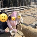 경사목장 | [남원] 아이와 함께 상상양떼목장 편백숲 힐링여행 솔직후기