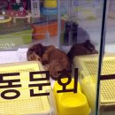 혜원동물병원 이미지