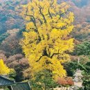 용문산보리밥 네이버블로그