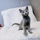 고양이분양 제나캣 화명점 이미지