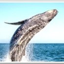 고래의꿈 이미지