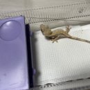 원창(2) | 인천 파충류샵 추천｜정글숲을지나서가자 원창점 방문 후기