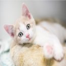 동부동물병원 이미지