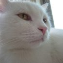 노랑고양이
