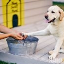 소노펫 스쿨 이미지